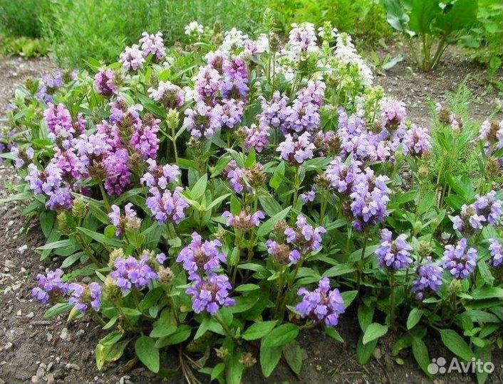 Многолетние цветы для дачи, сада