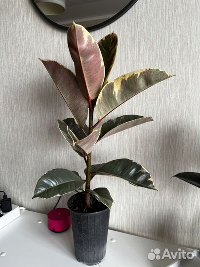 Фикус тинеке