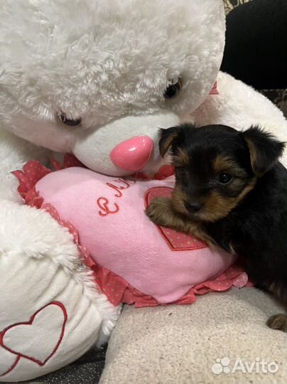 Йоркширский терьер