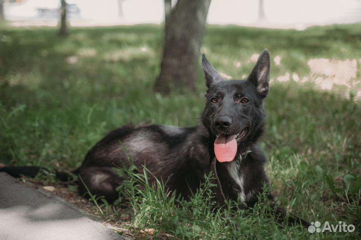 Щенок, метис немецкой овчарки, бесплатно