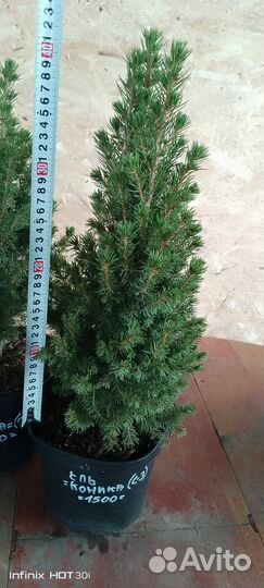 Ель канадская коника