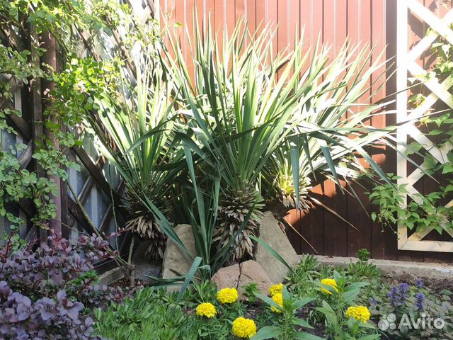 Юкка садовая