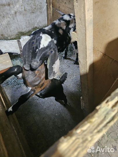 Продам Англо нубийский козочку