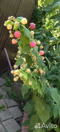 Ремонтантная малина сорт пингвин