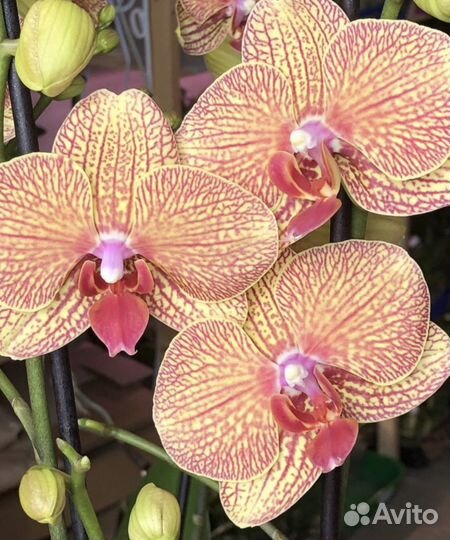 Орхидея фаленопсис Long Apollo