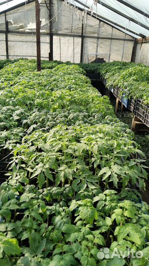 Рассада помидор и перцев баклажан