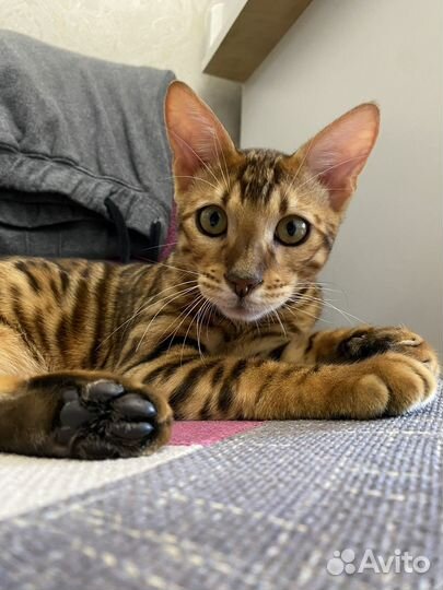 Бенгальский кот