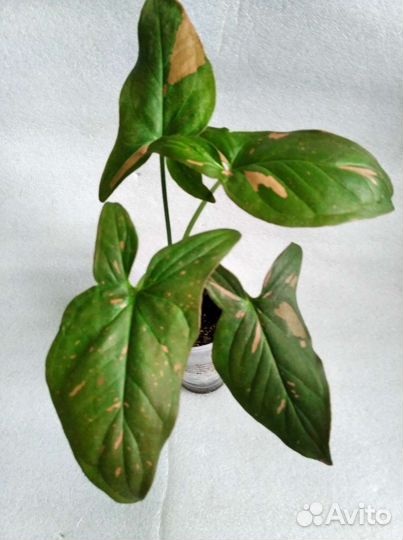 Сингониумы сортовые 8 разных сортов+аглаша