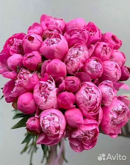 Пионы Цветы Доставка