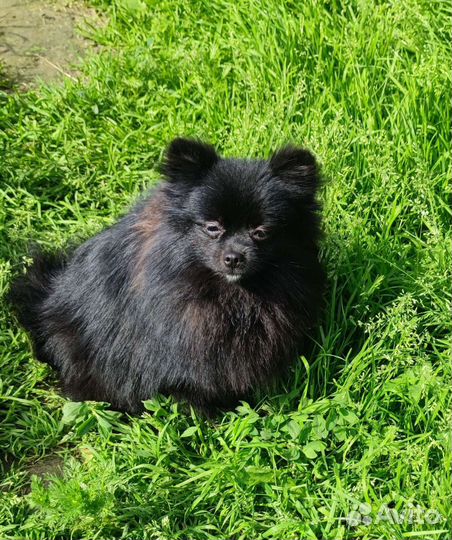 Померанский шпиц черная мини девочка