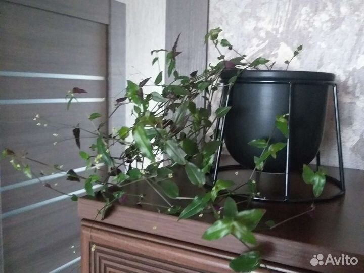 Традесканция Фата невесты