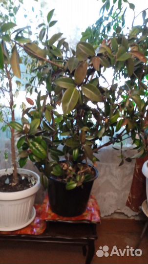 Фикус каучуконосный