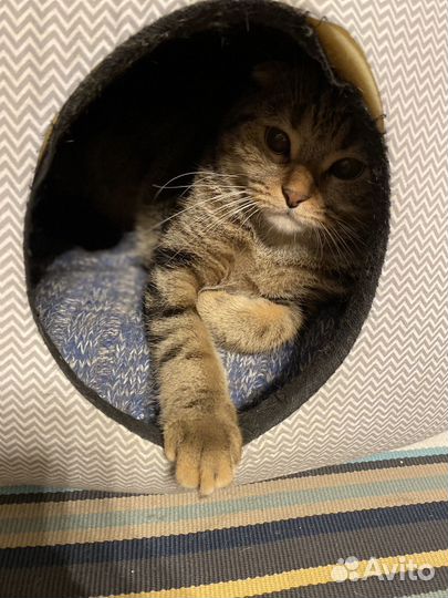 Кот шотландец