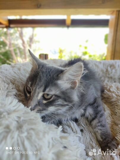 Котята в добрые руки бесплатно