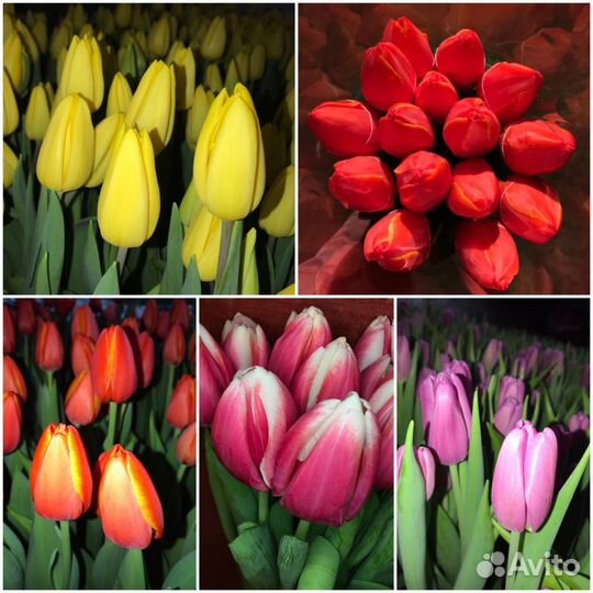 Тюльпаны к 8 марта оптом
