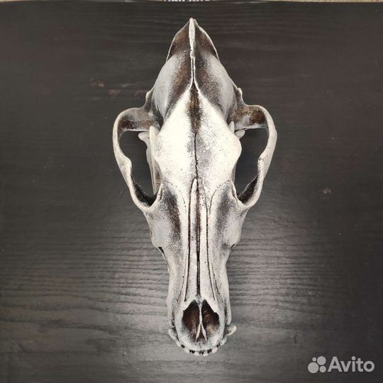 Череп волка, реплика