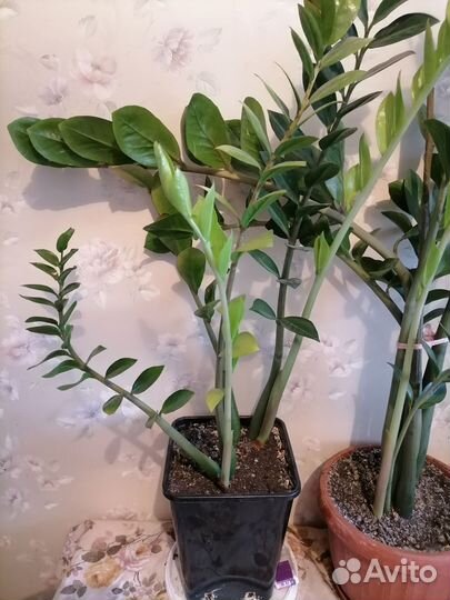 Замиокулькас