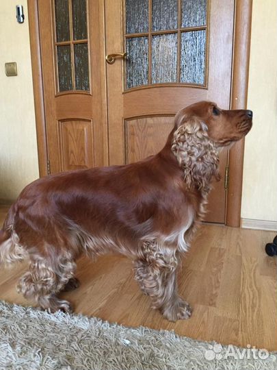 Вязка английский кокер спаниель кобель