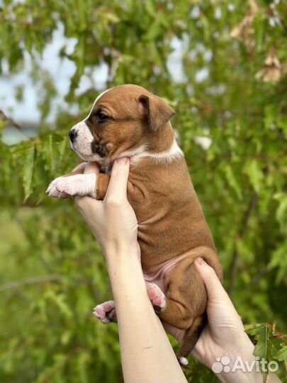 Рыжий американский стаффордширский терьер