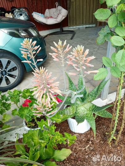 Агава из Туниса