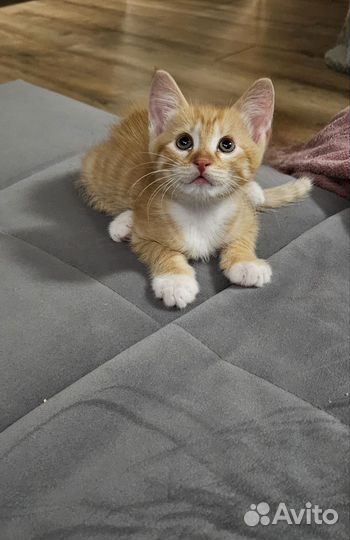 Котенок в добрые руки