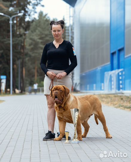 Щенки бордосского дога