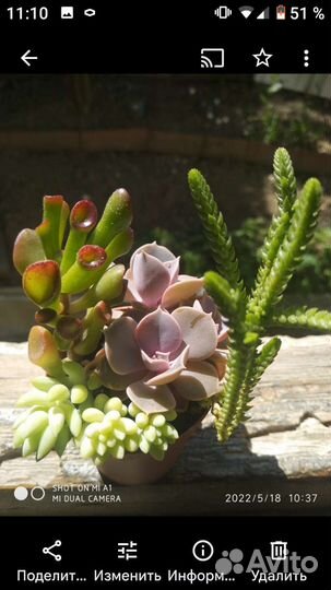 Суккуленты