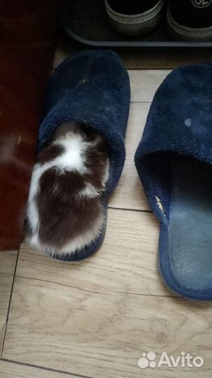 Котенок мальчик