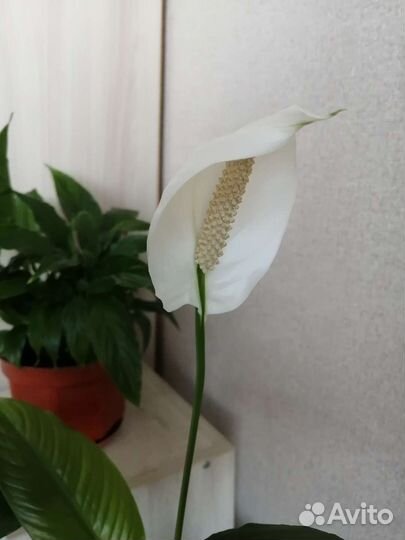 Спатифиллум (женское счастье)