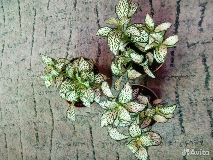 Фиттония микс