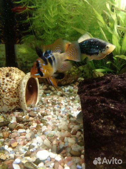 Апистограмма рамирези и другие рыбки