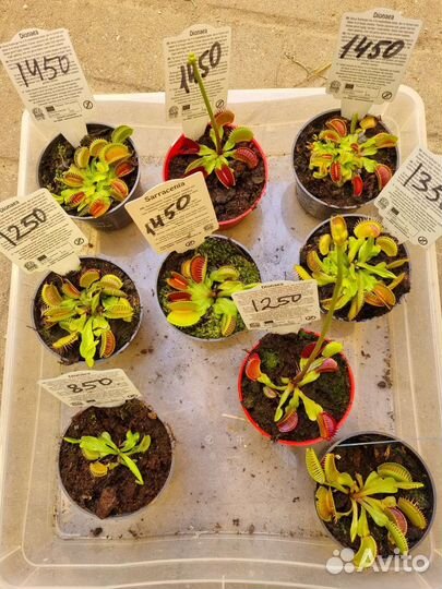 Венерина мухоловка