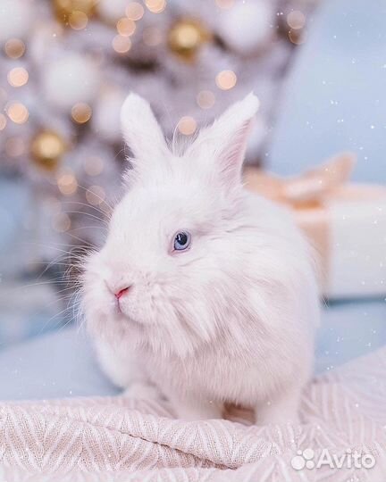 Новогодняя фотосессия