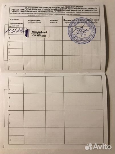 Кастрированный котик Веня в добрые руки