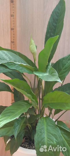 Спатифиллум Шопен