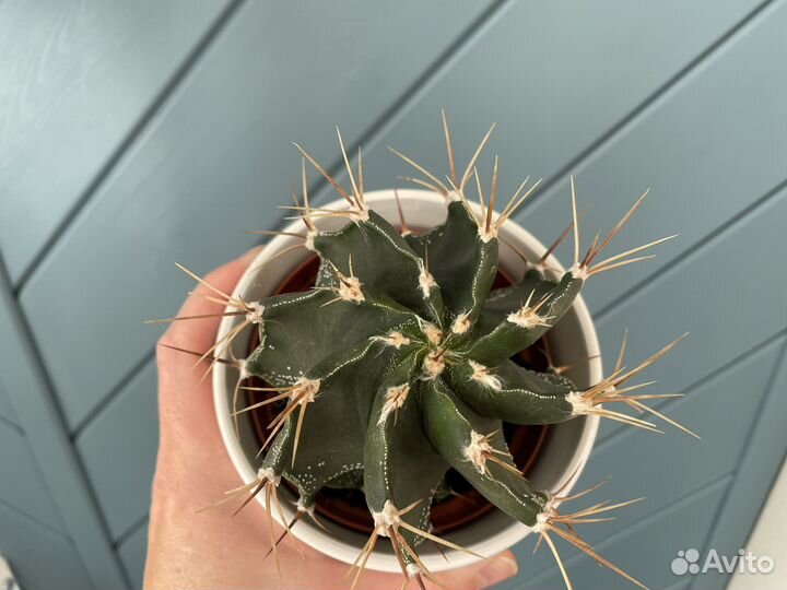 Кактусы /астрофитум, опунция