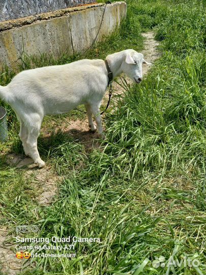 Зааненская дойная коза