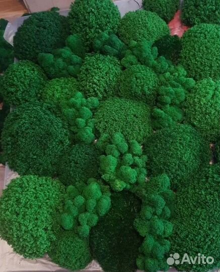 Королевские кочки мох для стен премиум