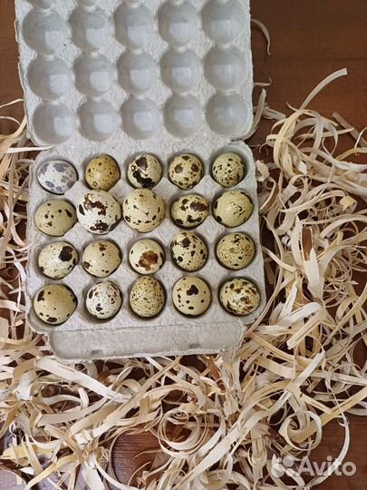 Яйца перепелиные домашние