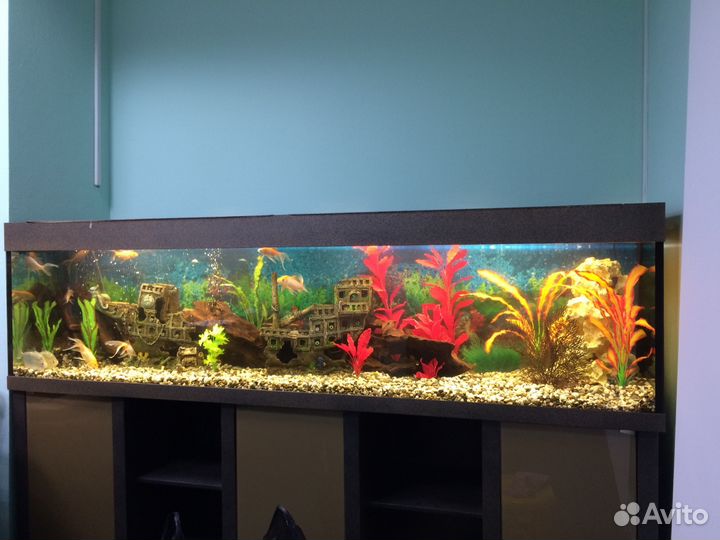 Обслуживание аквариумов