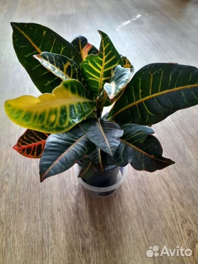 Домашние растения