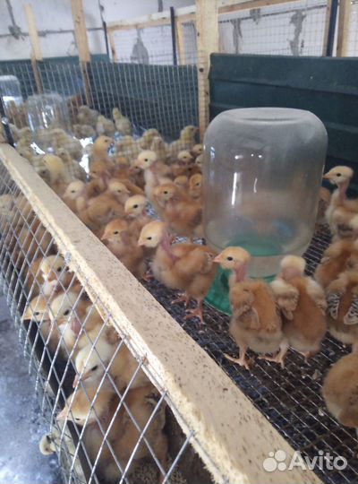 Гуси, индюки, цыплята