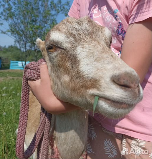 Козочки Ламанча