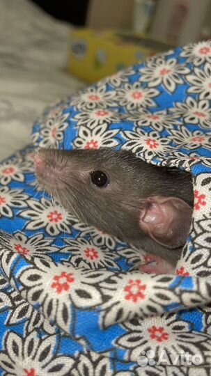 Крыса Дамбо с клеткой. 4-5 недель