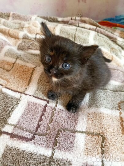 Котенок девочка 1,5 мес