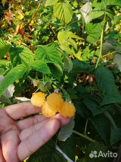 Ремонтантная малина саженцы