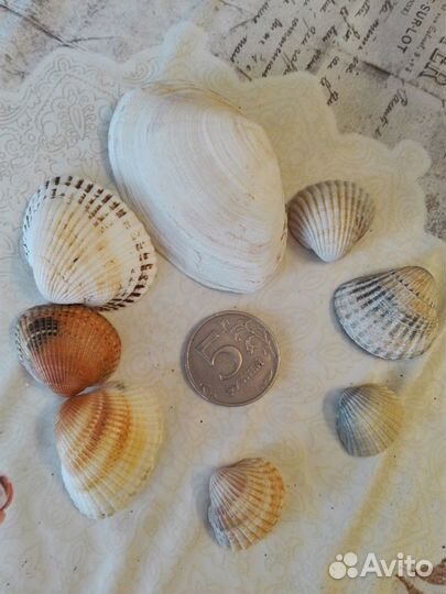 Ракушки морские для поделок