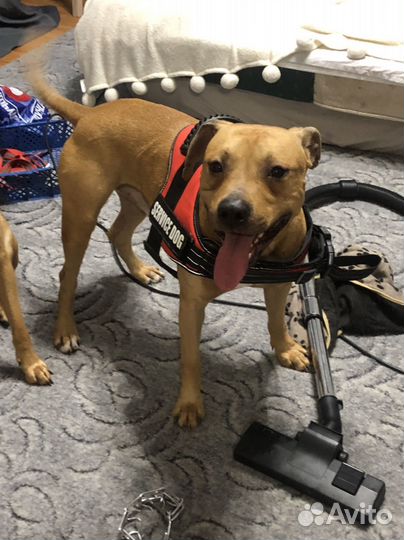 Найдена собака