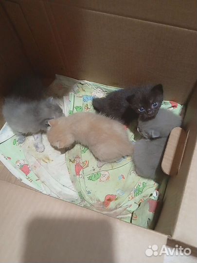 Котята