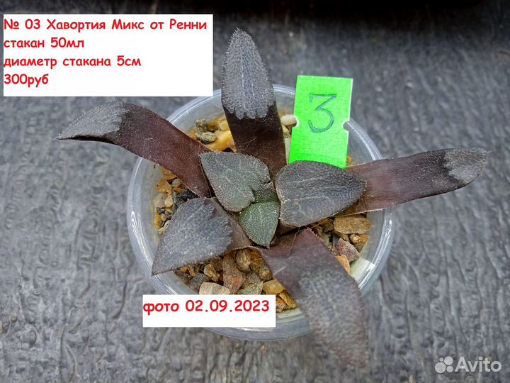 Самовывоз Агава, Хавортия